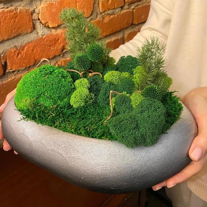 Mousse artificielle verte, gaz - Sphagnum Moss Dry avis et prix