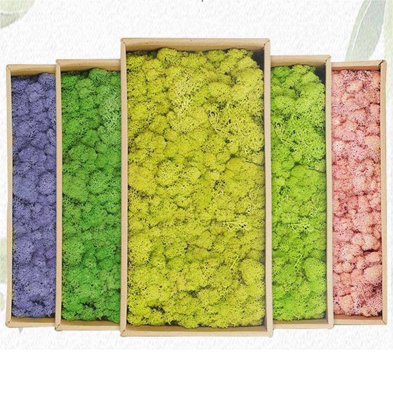 Mousse Verte Artificielle pour - Sphagnum Moss Dry avis et prix