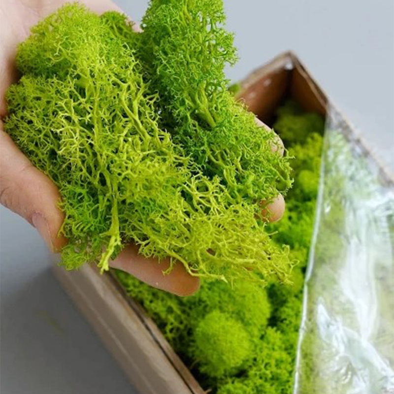 Mousse Verte Artificielle pour - Sphagnum Moss Dry avis et prix